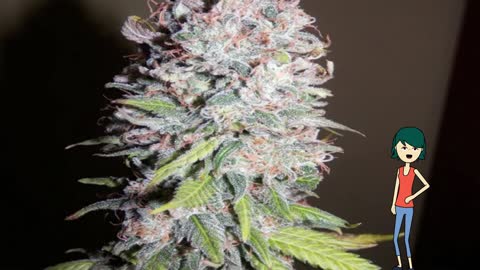 Choco Candy - Greenbud Seeds