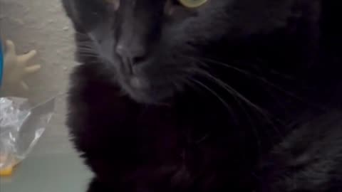 Adopting a Cat from a Shelter Vlog - Cute Precious Piper Would Make a Good Model #shorts