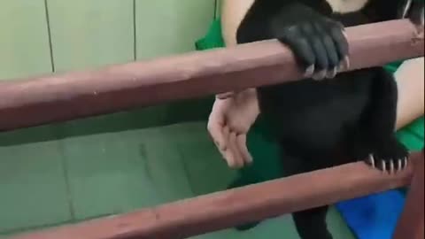 Bear cub learning to climb