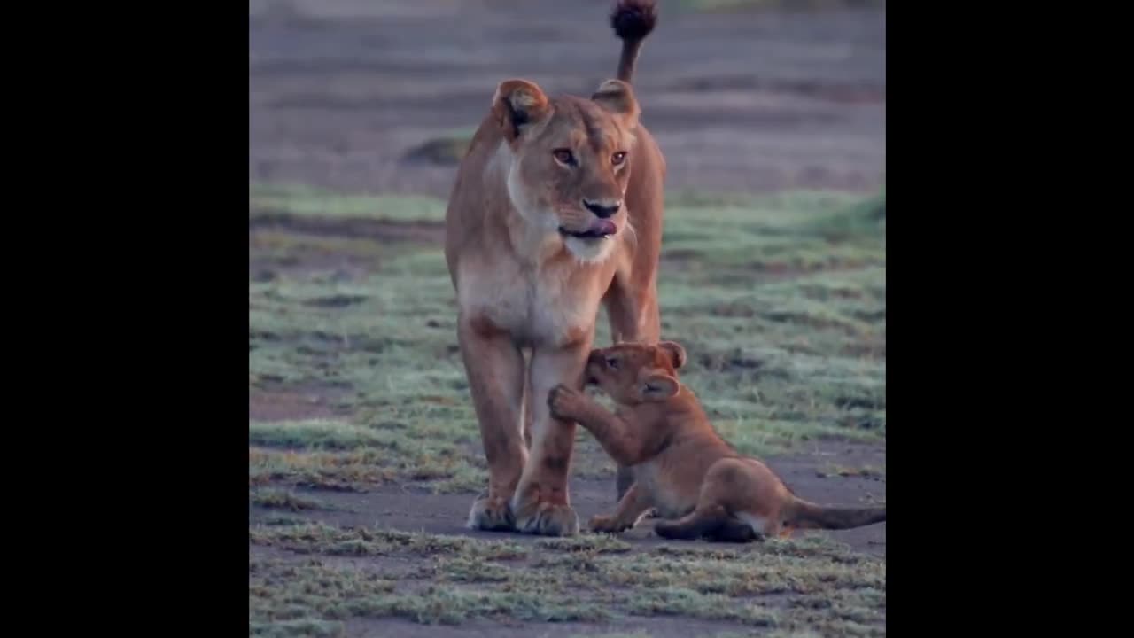 Clash of the Titans: Fierce Animal Battle Unleashed