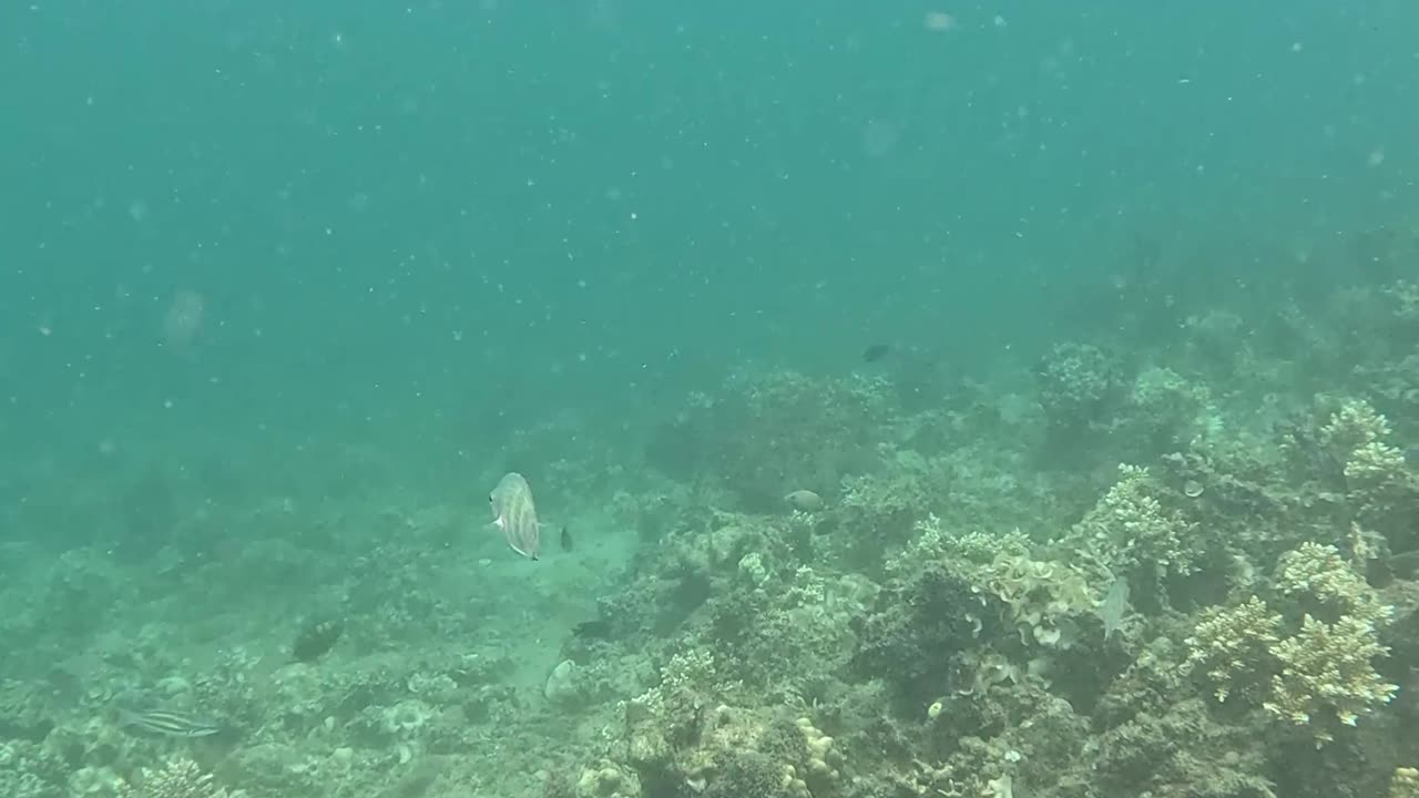 Snorkeling: Witnessing a Coral Reef Reborn