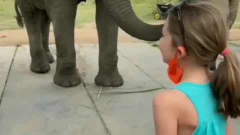 #Elephant imitating the girl’s dance 🐘💃 _