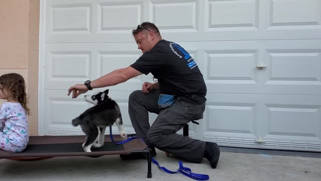 Husky Puppy Day 1 Very First Lesson! Only 8 weeks old!