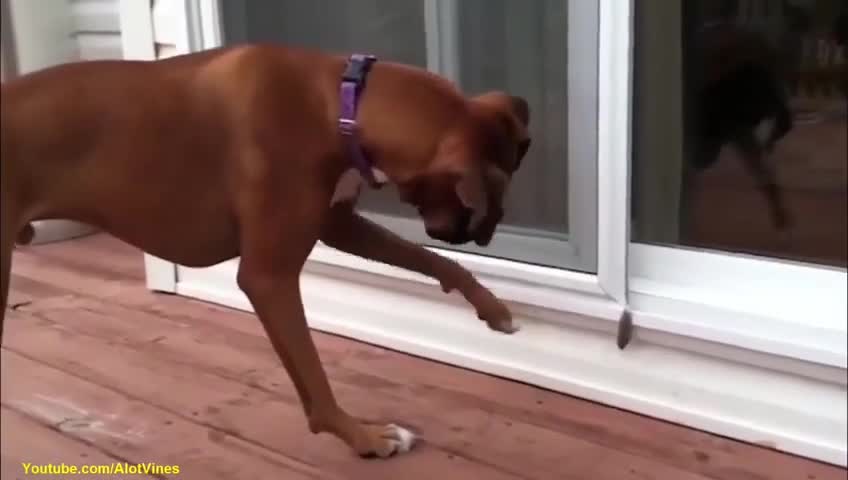 funny video of cat and dog 2