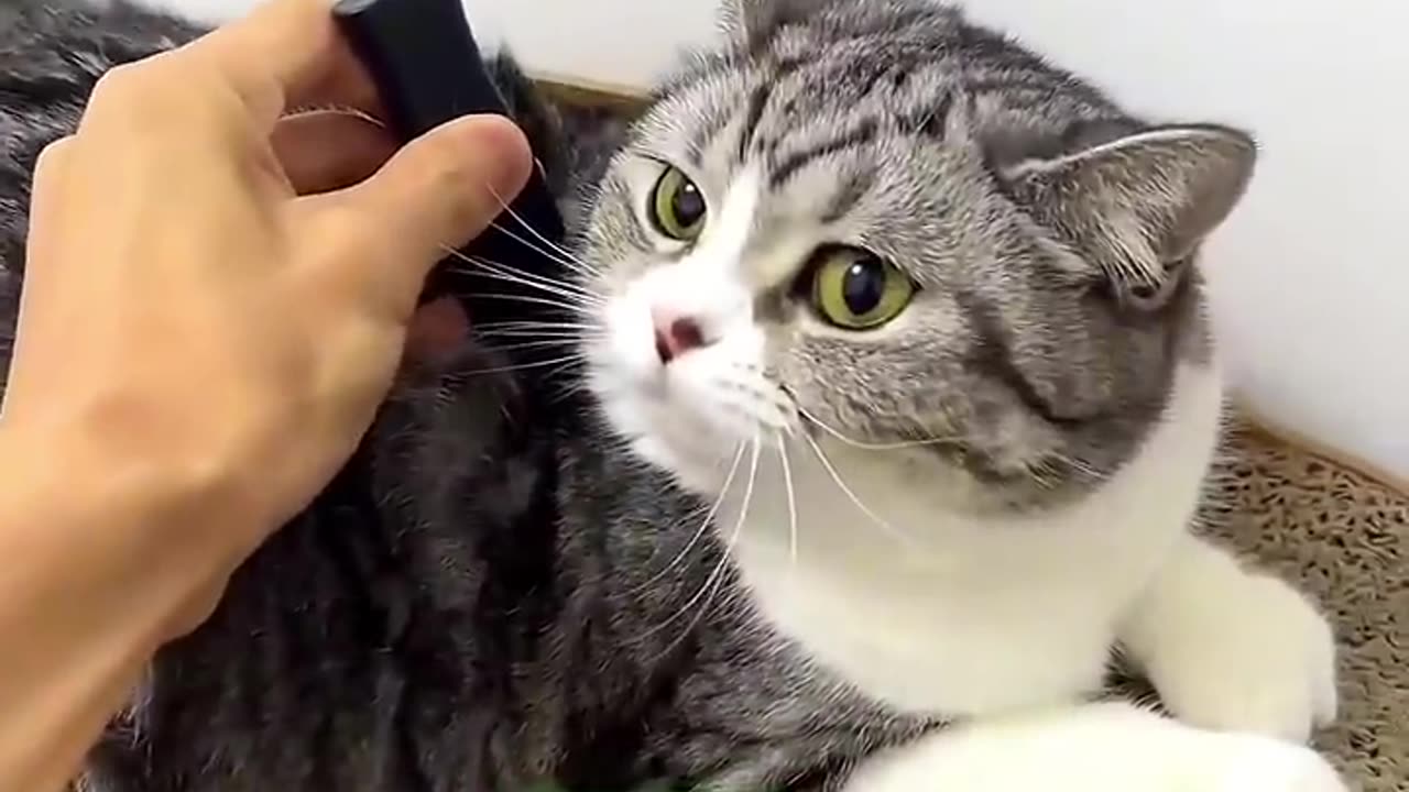 cats