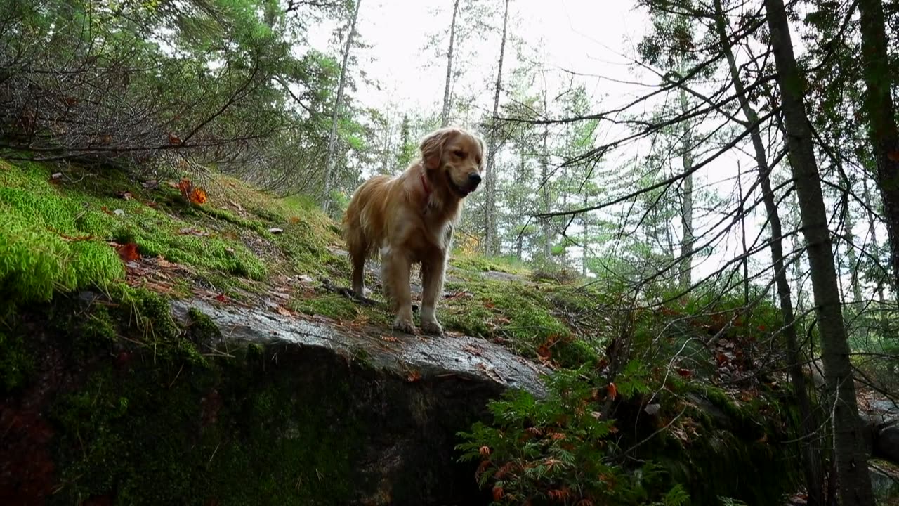 Two Years Alone in the Wilderness | Escape the City to Build Off Grid Log Cabin