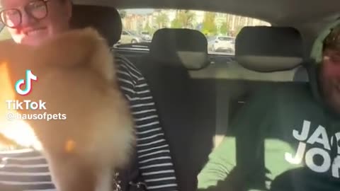 Funny dog