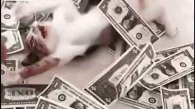 Cute Cat Money Gif! 🥰💗🐈💰