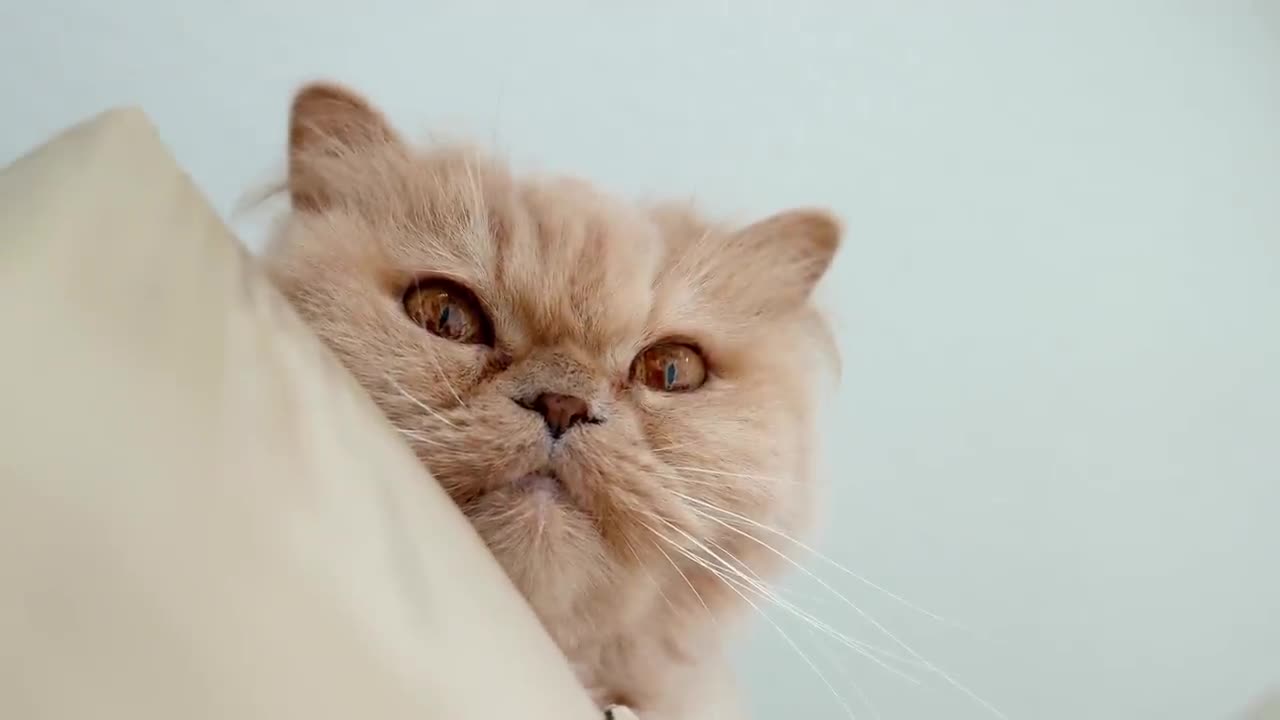 Persian cat 🐈