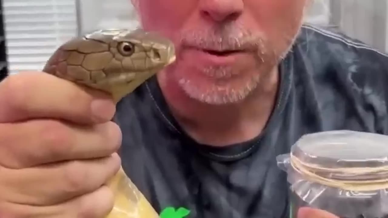 King Cobra Venom Milking!