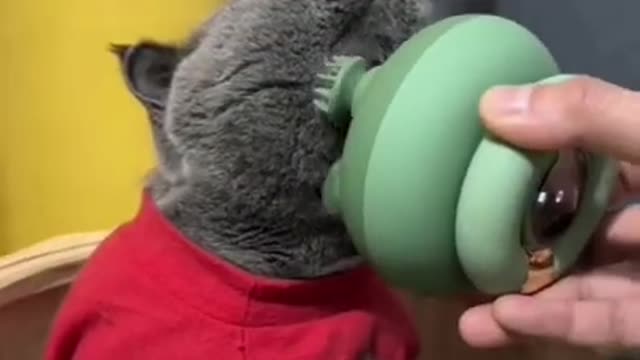 Fat relaxed charcoal cat #youtubeshorts #shorts