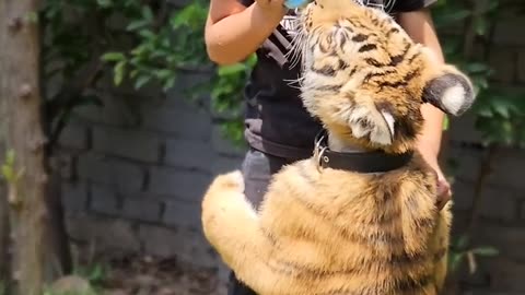 Little Kid Feeding to Tiger Cub