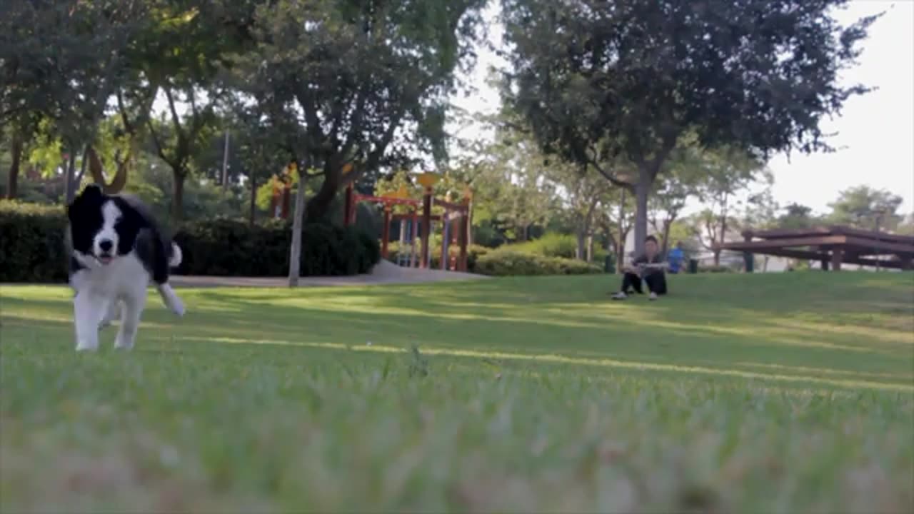 Dog video 📸📸