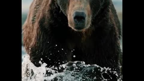 A close-up of a bear fishing in the water