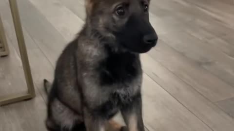 TEÁCHING OURGERMAN SHEPHERD