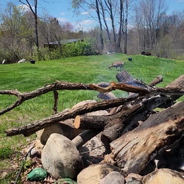 Flock it Farm: Beautiful Saturday at the farm