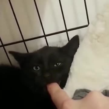 Funny Animals Comedy Videos | Animals dancing and Biting😂