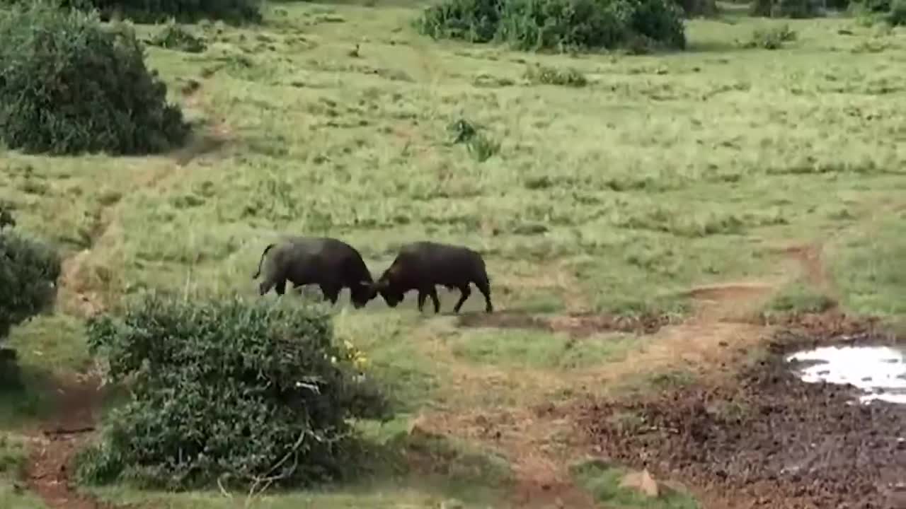 Amazing Bison Fights