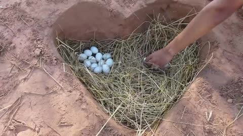 amazing bird, ducks egg