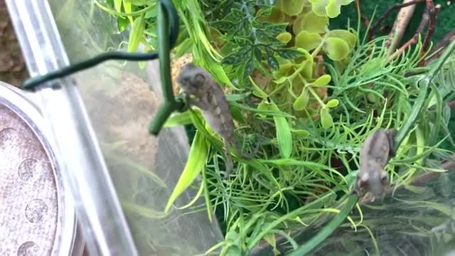 Two Baby Ambilobe Panther Chameleons Growing Up