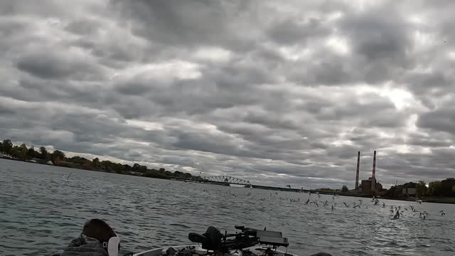 Speeding Boat Has Close Call with Seagulls on Detroit River