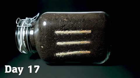 CIGARETTE IN SOIL - 1 YEAR Time Lapse [8K]