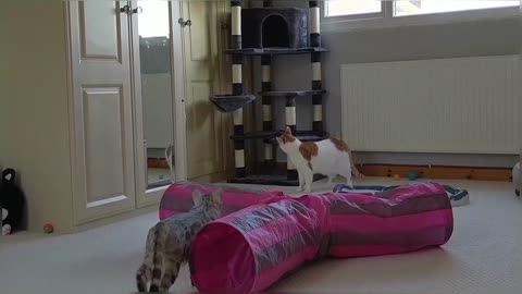 Bengal Kittens Vs Older Cats