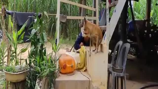 Fake Dog Tiger Prank Try not to laugh funny