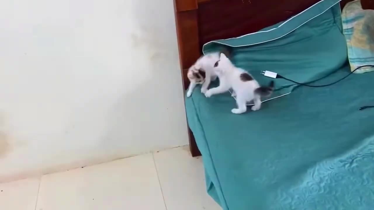 Kitten Playful Paws - Funny Cats