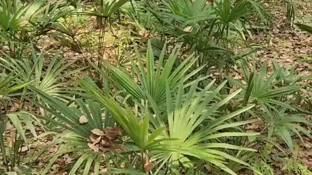 Green fan-shaped plants, natural oxygen bar