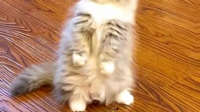 Cute Kittens