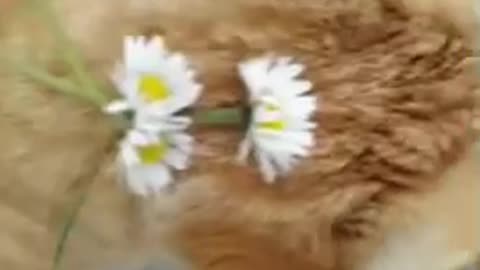 Cute Cat Gif