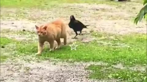 funny cat and dog