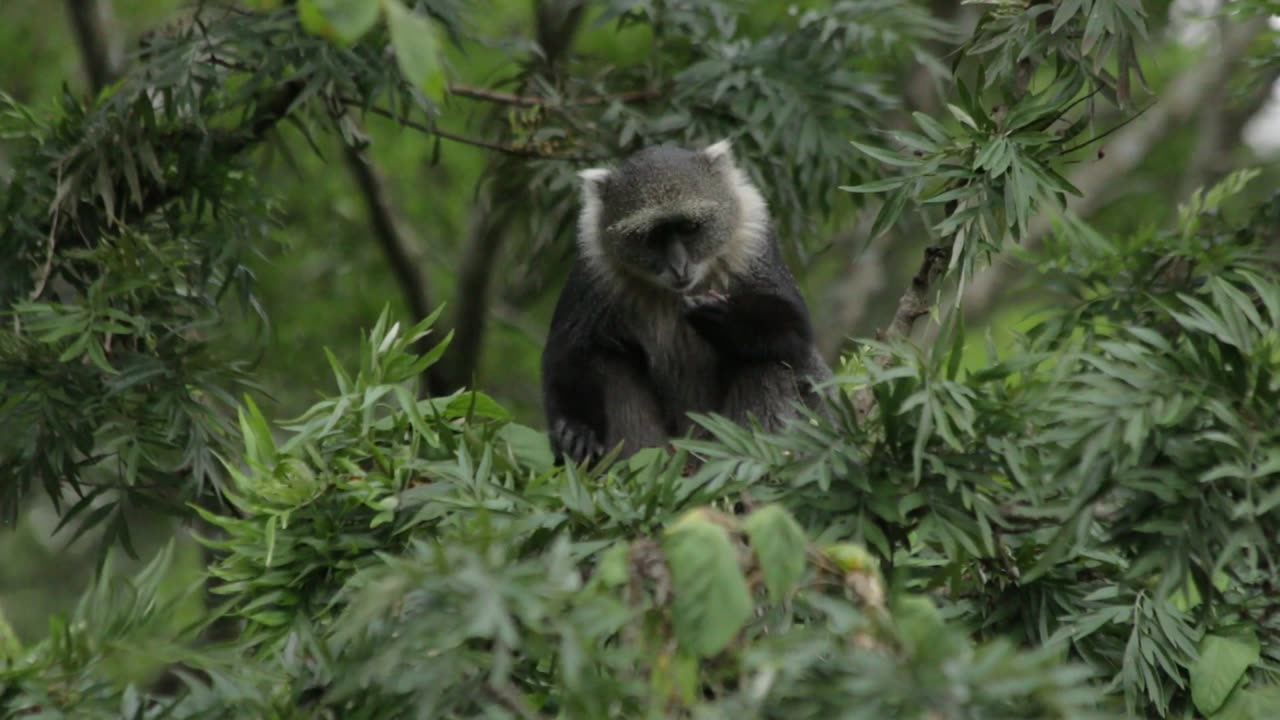 A beautifull monkey is buzy and looking very nice
