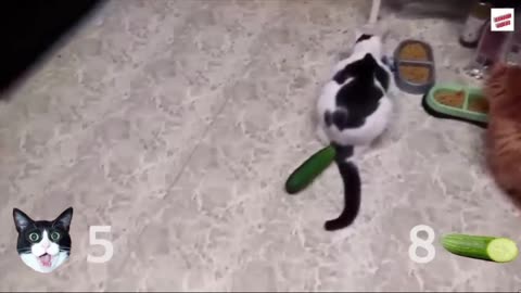 Cats VS CUCUMBERS 🥒