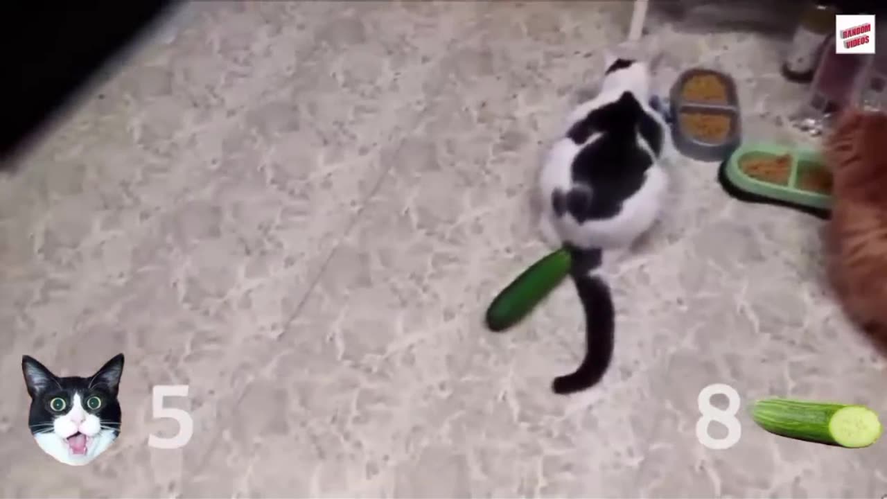 Cats VS CUCUMBERS 🥒