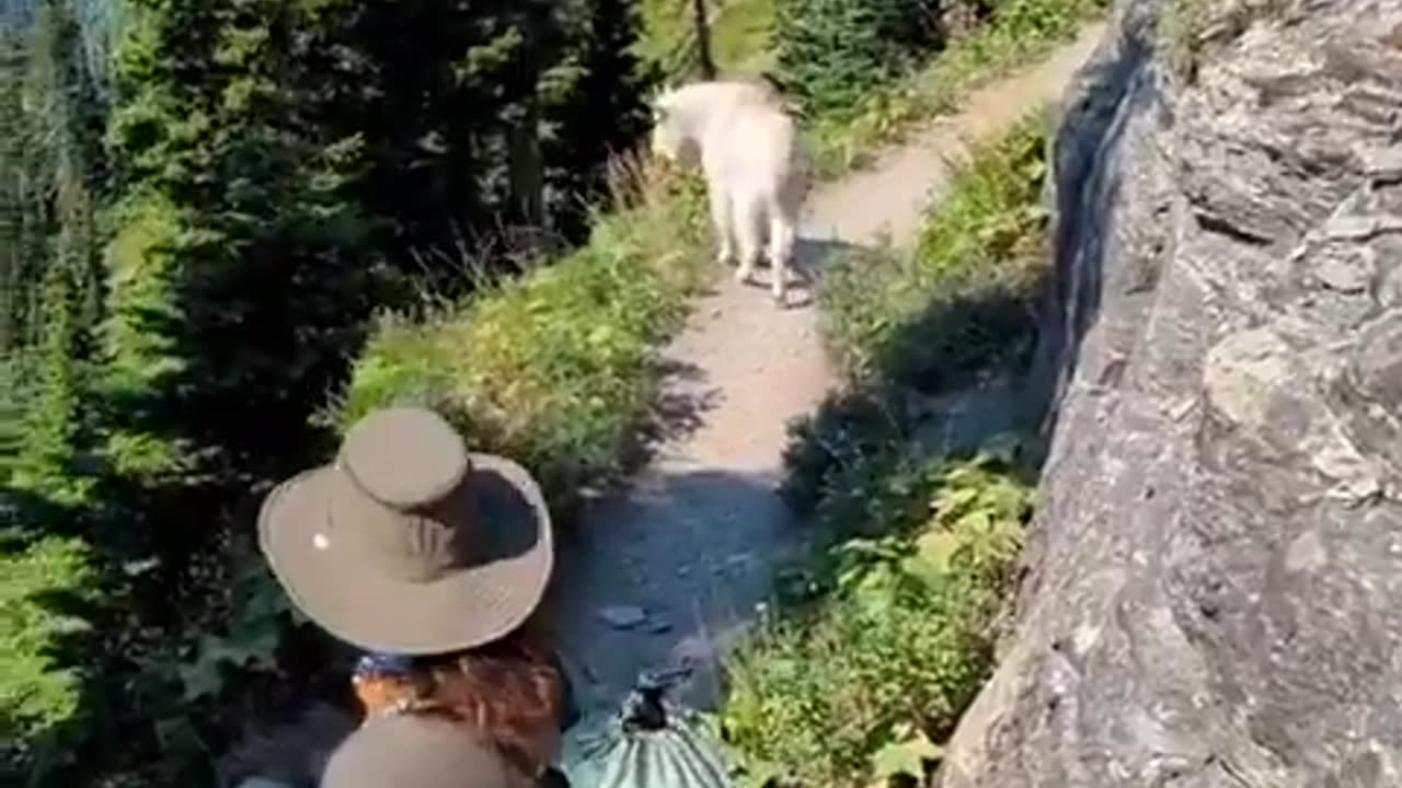 Hikers encounter a majestic Mountain Goat on trail!