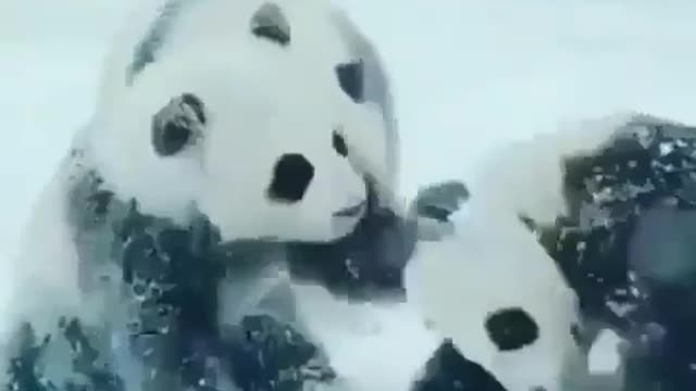 Good animal video Panda in the snow