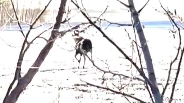 Here is the moment a man in Alberta frees a moose calf that got its leg tangled in a fence.