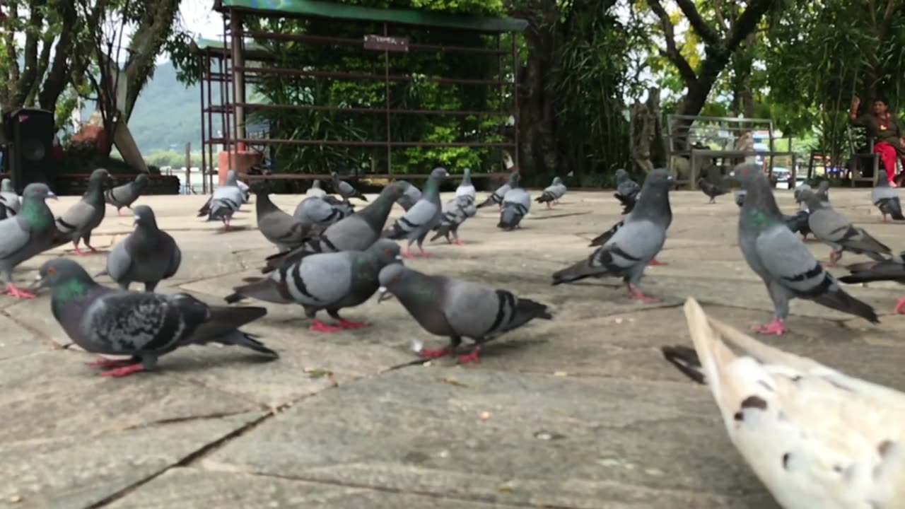 Taalbahaari Tample | Lakeside | Phewataal | Pokhara Nepal