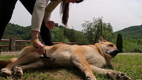 cute dog relaxes