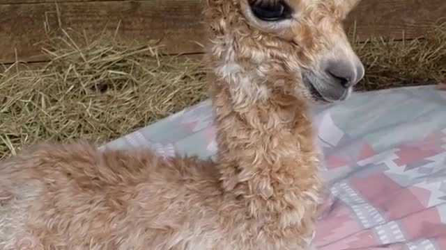 baby alpaca are called cute as hell