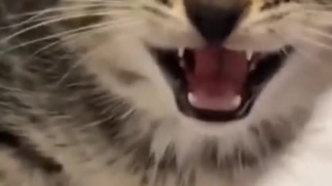 Funny 🐱 Cat world U never Miss this video to watch