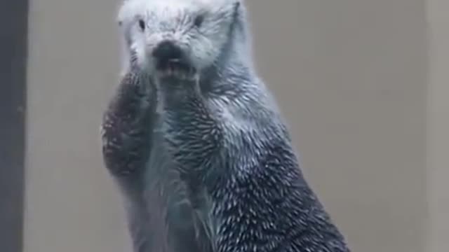 Funny checking temperature of Sea-Otter (Cute Video)