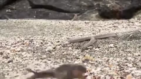 TOP 5 SAVAGE ANIMAL FIGHTS 2017