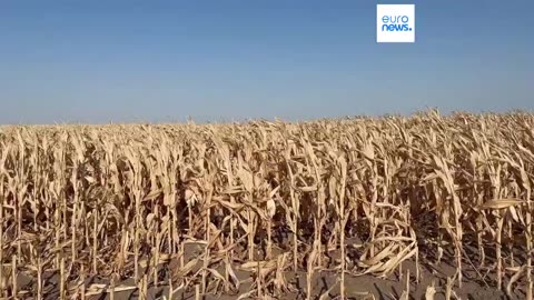 Romanian farmers worried for soil as drought devastates land