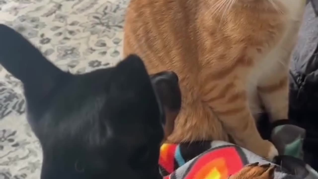 Funny Cat and Dog