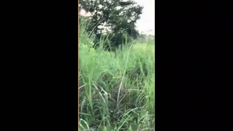 Randomly taken funny video clips