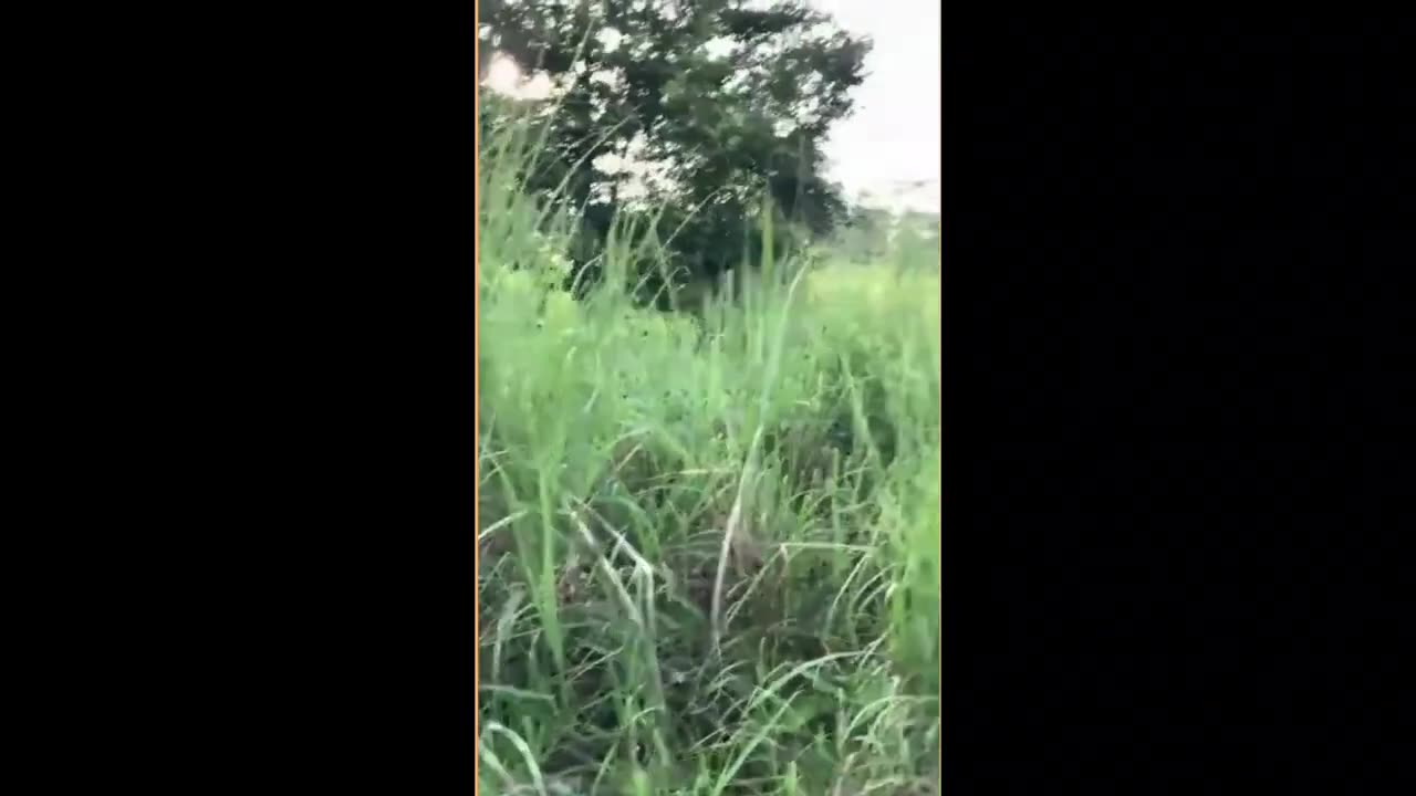 Randomly taken funny video clips