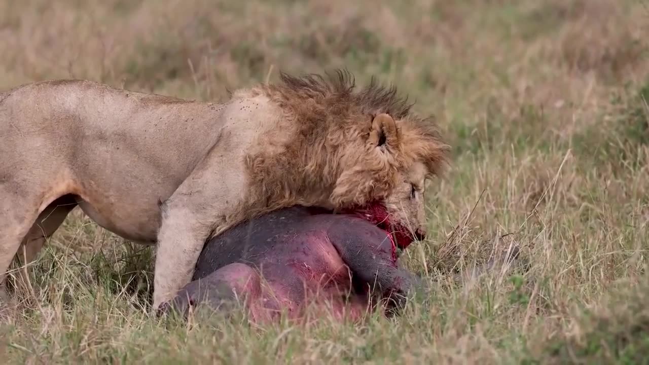 The king of the jungle hunts the hardest prey